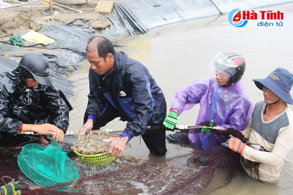 nuôi tôm mùa mưa bão, nuôi tôm mùa bão, nuôi tôm, nuôi trồng thủy sản, thu hoạch tôm chạy bảo