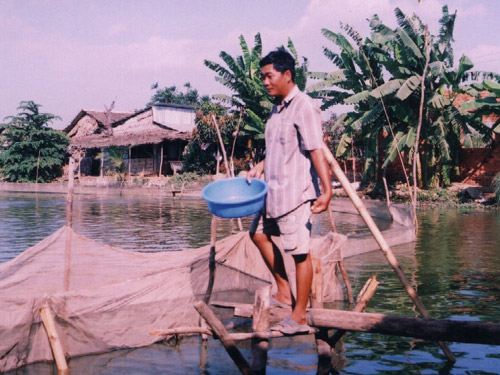 Ông Út Anh được nhà máy đầu tư tiền và thức ăn để nuôi cá - Ảnh: An Lạc