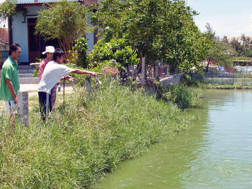 Mô hình nuôi cá trê lai và cá điêu hồng thương phẩm đạt hiệu quả kinh tế cao của nông dân xã Bắc Phong. Ảnh: Sơn Ngọc 