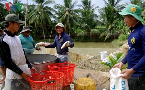 nuôi cá, nuôi cá lóc, ồ ạt đào ao nuôi cá, đào ao nuôi cá, giá cá lóc