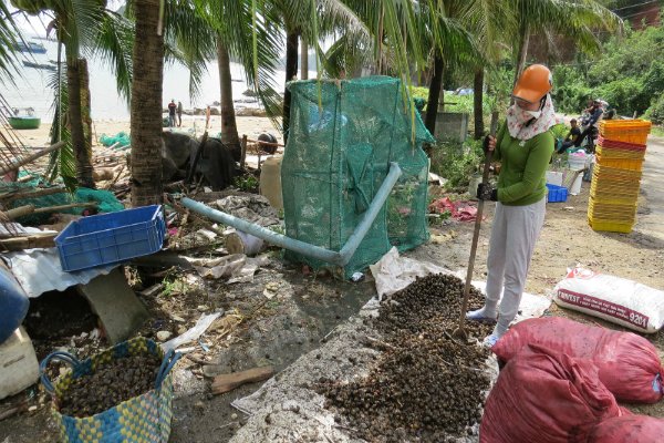 bắt ốc bươu vàng, nghề cày ốc bươu vàng, nghề cày ốc bươu, bắt ốc, thủy sản