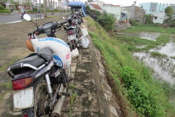 bắt ốc bươu vàng, nghề cày ốc bươu vàng, nghề cày ốc bươu, bắt ốc, thủy sản