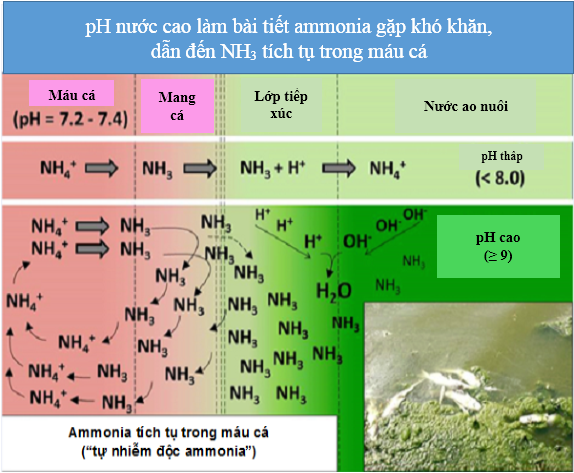 pH trong máu cá