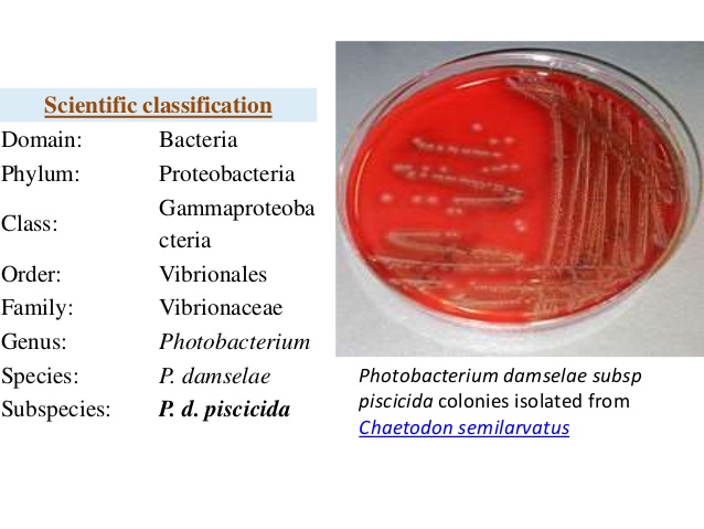 Photobacterium damsela subsp. Piscicida, vi khuẩn trên cá, phân lập vi khuẩn trên cá