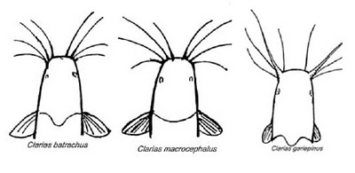 Clarias macrocephalus - Với những ai yêu thích cá, Clarias macrocephalus là một giống cá hiếm thấy. Với kích thước lớn và vẻ ngoài đặc biệt, bạn sẽ không thể rời mắt khỏi bức ảnh này. Hãy cùng khám phá vẻ đẹp tự nhiên bí ẩn của giống cá này và trải nghiệm cảm giác tuyệt vời với ảnh này.