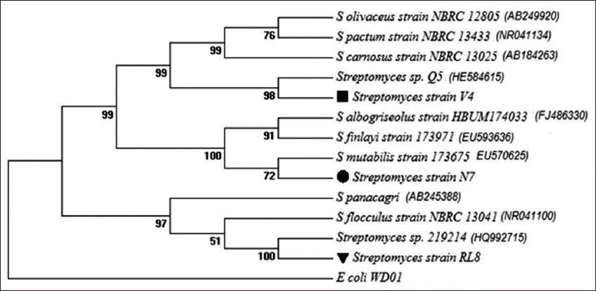 Streptomyces spp. RL8, streptococus trong nuôi trồng thủy sản, probiotic từ streptomycis, bệnh tôm