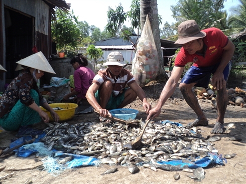 phơi cá đồng