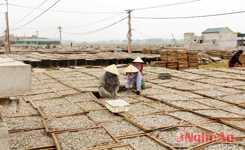 phơi cá trỏng
