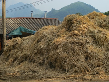 Đống phoi đũa chờ vào bể ngâm. Ảnh: Hồng Bài