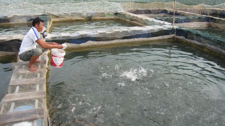 Phương pháp xử lý nước thải bằng nuôi cá rô phi