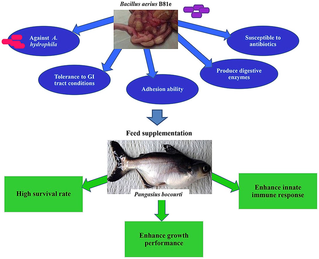 probiotics cho cá, probiotics trên cá, bacillus aerius, bacillus aerius trên cá basa