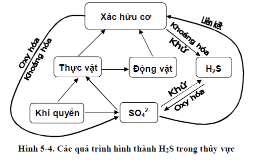 quá trình sulfate hóa