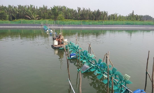 mất tảo trong tháng nuôi đầu tiên, xử lý mất tảo, màu nước trong nuôi tôm, mất tảo trong ao nuôi tôm, nuôi tôm, gây tảo, gây màu nước cho ao nuôi tôm