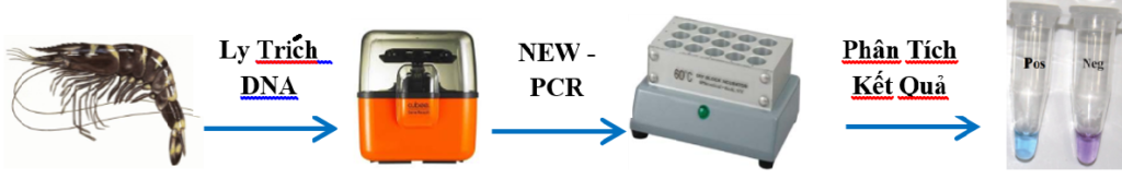 quy trình xét nghiệm tôm đốm trắng, tôm bệnh đốm trắng, bệnh đốm trắng trên tôm