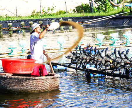 rải thức ăn cho tôm