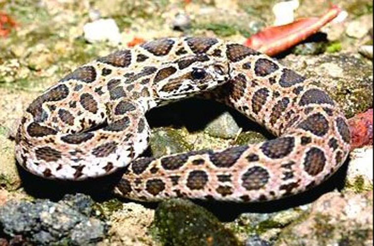 Rắn độc Ấn Độ (India Viper) sống chủ yếu ở Trung Đông và Trung Á, là loài nhỏ nhất trong họ các loài rắn gây chết người nhiều nhất thế giới.