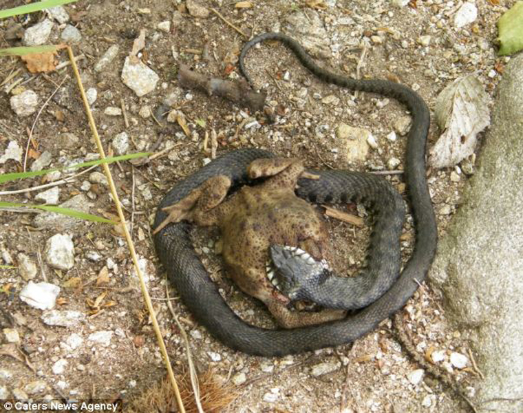 Chú rắn này mất khá nhiều thời gian với bữa ăn đưa con mồi "khủng" vào bụng. Ông Pino đã đứng nhìn động vật ăn thịt "vật lộn" trong việc tiêu hóa hơn 10 phút thì mới kết thúc.