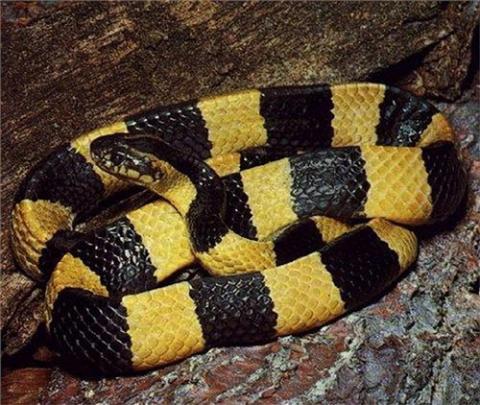 Các khoang vàng và đen đan xen là một lời cảnh báo về nọc độc rất mạnh của rắn cạp nong. Loài này mới chỉ được ghi nhận ở Núi Dinh thuộc tỉnh Đồng Nai.