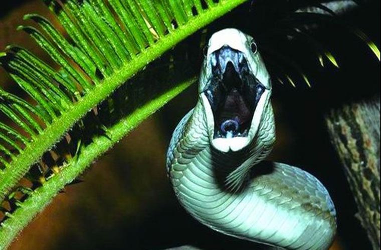  Rắn độc đen (Black Mamba) là loài rắn độc dài nhất châu Phi, với chiều dài thân từ 2,5 đến 3,2 m, thậm chí có những con dài tới 4,45m. Đặc biệt loài rắn này có miệng màu đen nên được gọi là rắn đen.