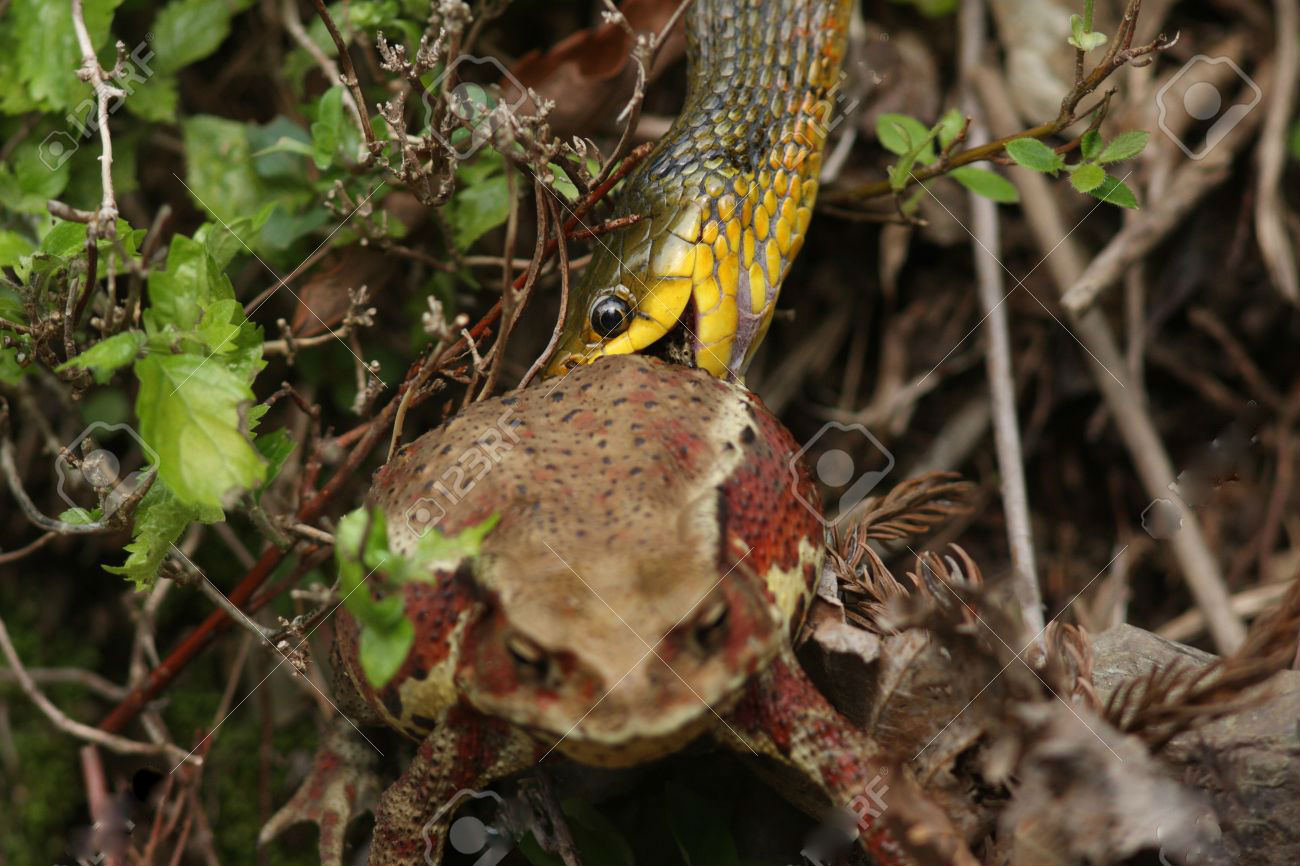 rắn hổ lửa, rắn lạ, rắn bắt cóc, rắn hoa cỏ, Tiger Keelback, rắn Tiger Keelback