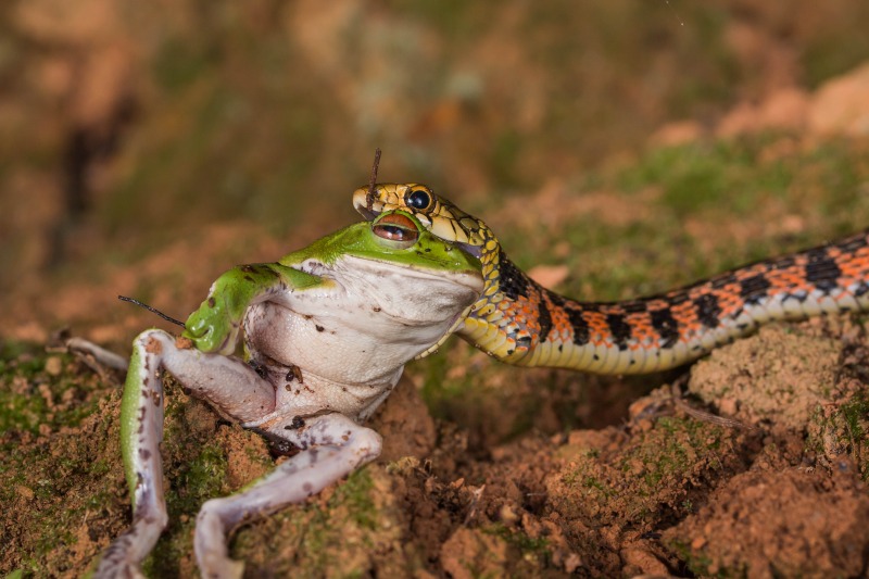 rắn hổ lửa, rắn lạ, rắn bắt cóc, rắn hoa cỏ, Tiger Keelback, rắn Tiger Keelback