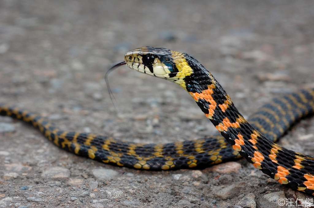 rắn hổ lửa, rắn lạ, rắn bắt cóc, rắn hoa cỏ, Tiger Keelback, rắn Tiger Keelback