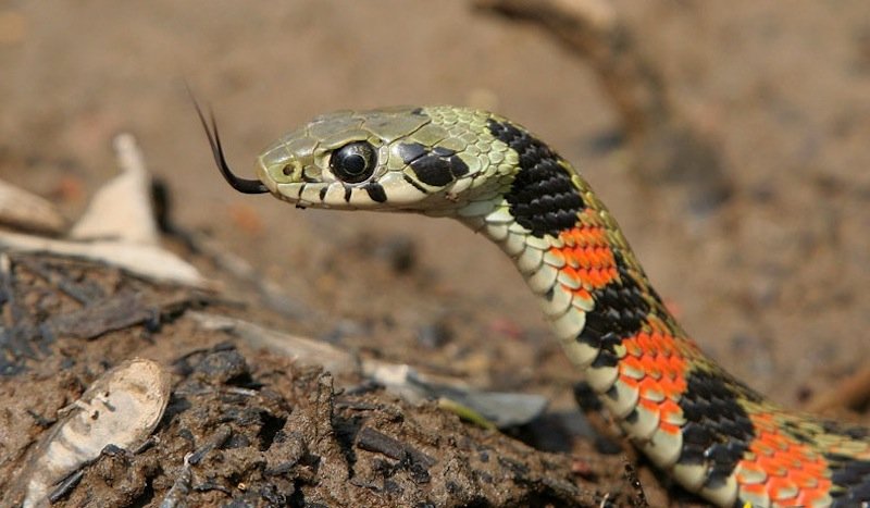 rắn hổ lửa, rắn lạ, rắn bắt cóc, rắn hoa cỏ, Tiger Keelback, rắn Tiger Keelback