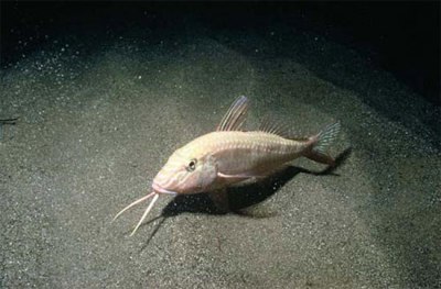 “Cần câu” phát quang nhân tạo. Loài cá angerfish (kẻ câu cá) có một bộ phận mọc dài trên đầu, trông như một cái gai xương sống. Chúng sử dụng bộ phận này thu hút con mồi tới gần rồi tấn công. Trong bóng tối, “chiếc cần câu” này còn có thể phát quang để chúng săn mồi một cách hiệu quả nhất.