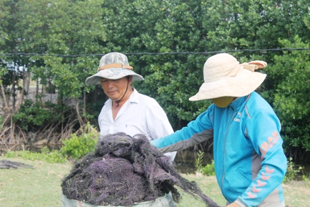 rau câu chỉ, rong, ngư dân trúng mùa, Khánh Hòa được mùa rau câu