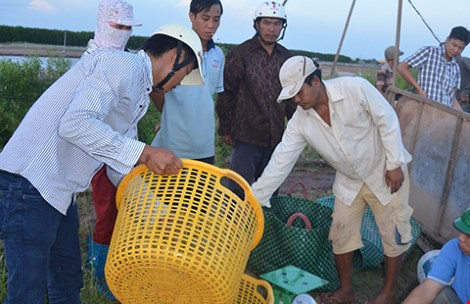 rổ nhựa đựng tôm