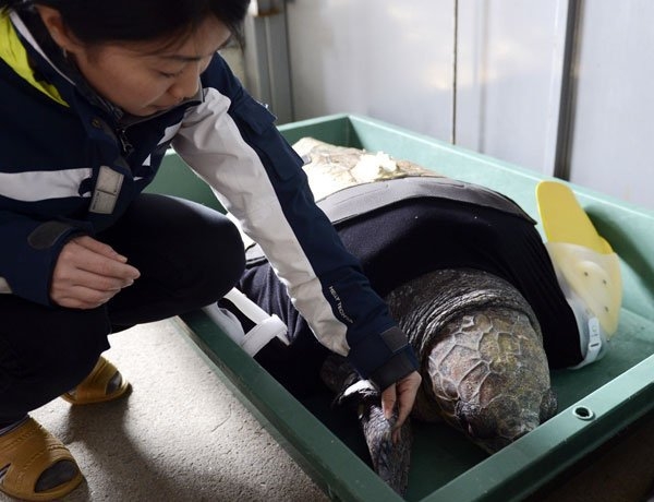 Đầu năm 2013, các chuyên gia đã nghiên cứu chế tạo cho Y-u chiếc vây