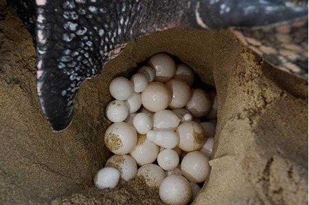 Để nở ra rùa con, các mẹ rùa phải trai qua công đoạn ủ trứng trong cát
