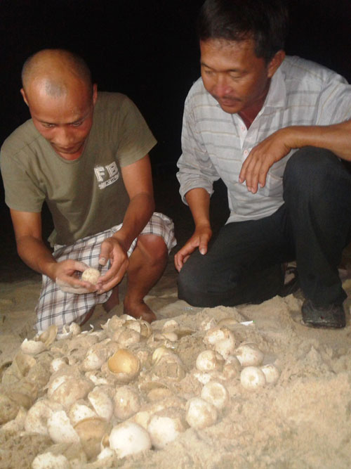 Thạc sĩ Chu Thế Cường (trái) và anh Nguyễn Ngọc Tân thất vọng vì trứng rùa đã không thể nở