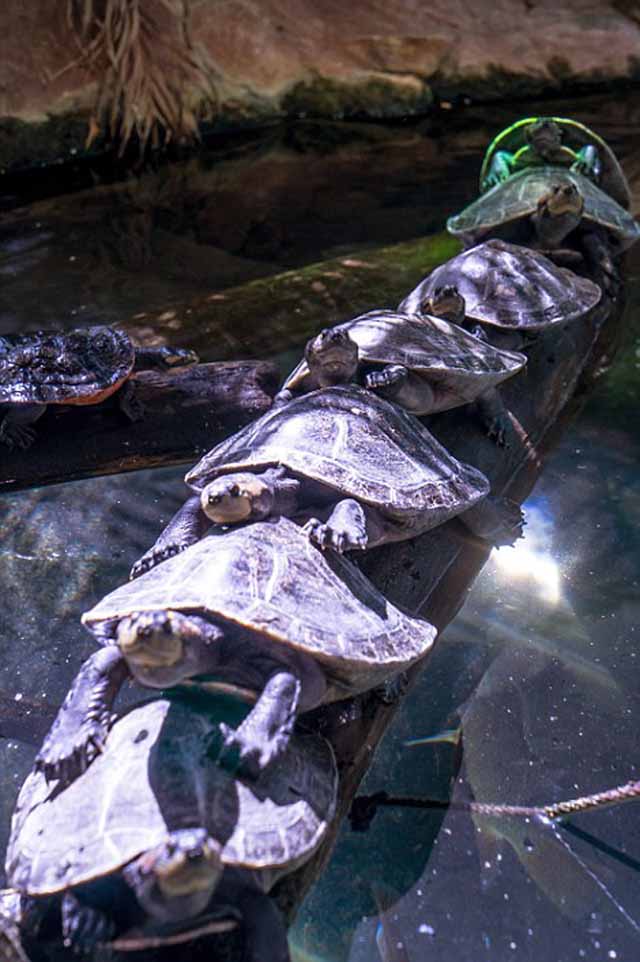 rùa vượt cầu