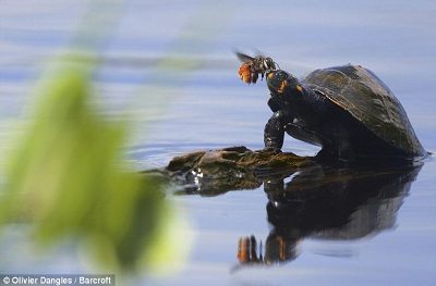 atri là một chất dinh dưỡng cần thiết cho sự sống và cho quá trình tái sinh sản của các cơ quan sống. Chúng giúp duy trì ổn định mức độ máu, duy trì tình trạng cân bằng của nước trong các tế bào và giữ cho các dây thần kinh hoạt động.