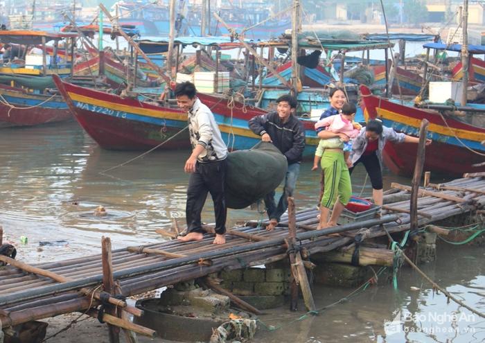 rum biển nghệ an, đặc sản biển, rum biển, hải sản, mùa rum biển, khai thác thủy sản