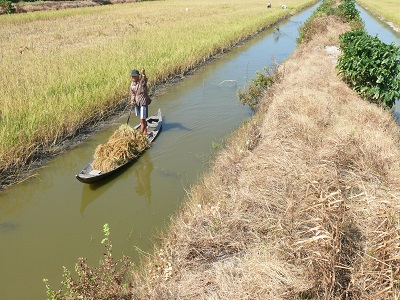 ruộng lúa 2 vụ