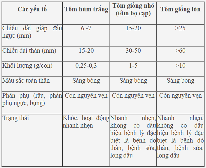 tôm hùm, sản xuất tôm giống, tôm giống, tôm hùm giống, sản xuất tôm hùm giống