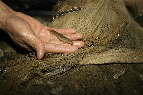 Cá Khuy nhỏ như cá bống, có giá bán tại chợ 200.000 đồng/kg.