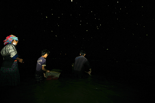  Trời tối, 3 người vẫn miệt mài trên dòng sông kiếm từng con cá bé để cải thiện bữa ăn. Thi thoảng mới có cá đem ra chợ bán nhưng cũng bị ép giá, chỉ bán được 80.000 đồng/ kg thay vì 200.000/ kg giá của tiểu thương tại chợ.