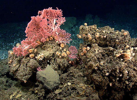 Slow-growing coral plants in the deep sea can live up to 4,000 years. Like trees, they also have rings, which record chemical and climatic changes on the seafloor.