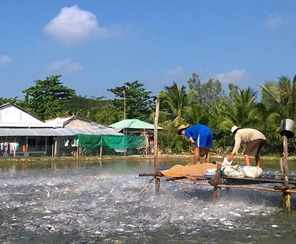 sản lượng cá tra Vĩnh Long