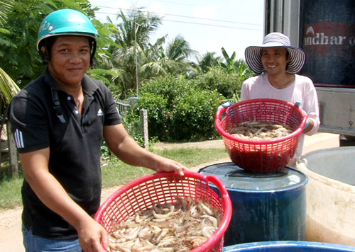 sản lượng tôm trà vinh giảm