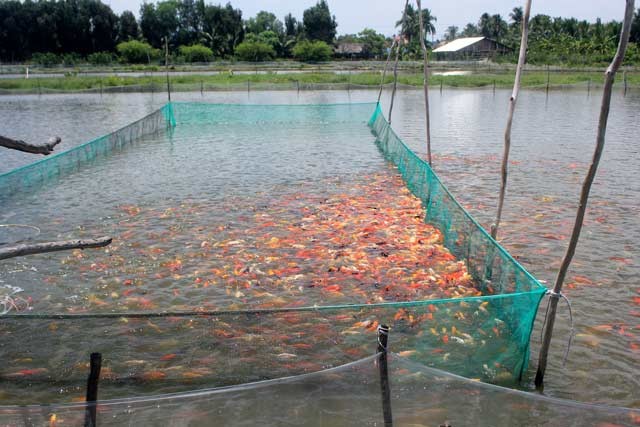 thành công nuôi cá cảnh, yếu tố nuôi cá cảnh thành công, nuôi cá cảnh, cá cảnh, nuôi cá, trang trại cá cảnh