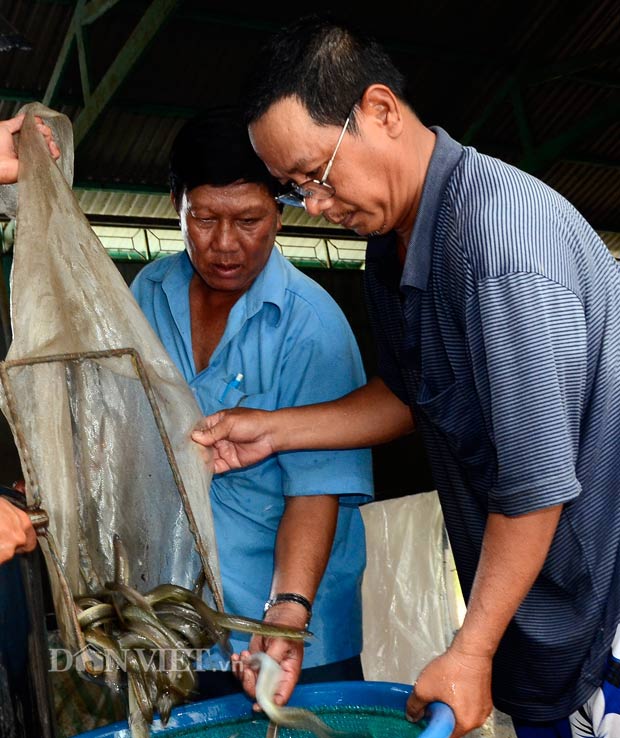 Nuôi cá chình, cá chình, mô hình nuôi cá Chình, Sản xuất giống cá Chình, cá chình giống, nông dân làm giàu