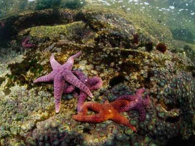 Trên thế giới có khoảng 2000 loài sao biển khác nhau với những màu sắc rất đẹp.