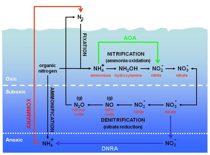 miễn dịch tôm, tôm thẻ chân trắng, hormone cuống mắt, stress ammonia