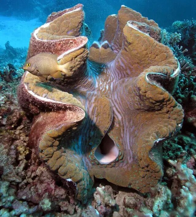 Loài sò khổng lồ nặng 3 tạ của Việt Nam