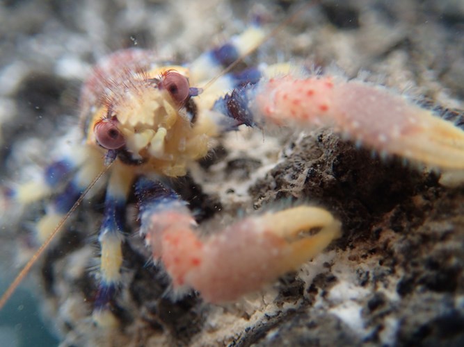 squat lobster). 