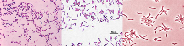 probiotics cho tôm, Rhodopseudomonas palustris, Bacillus subtilis, Bacillus firmus